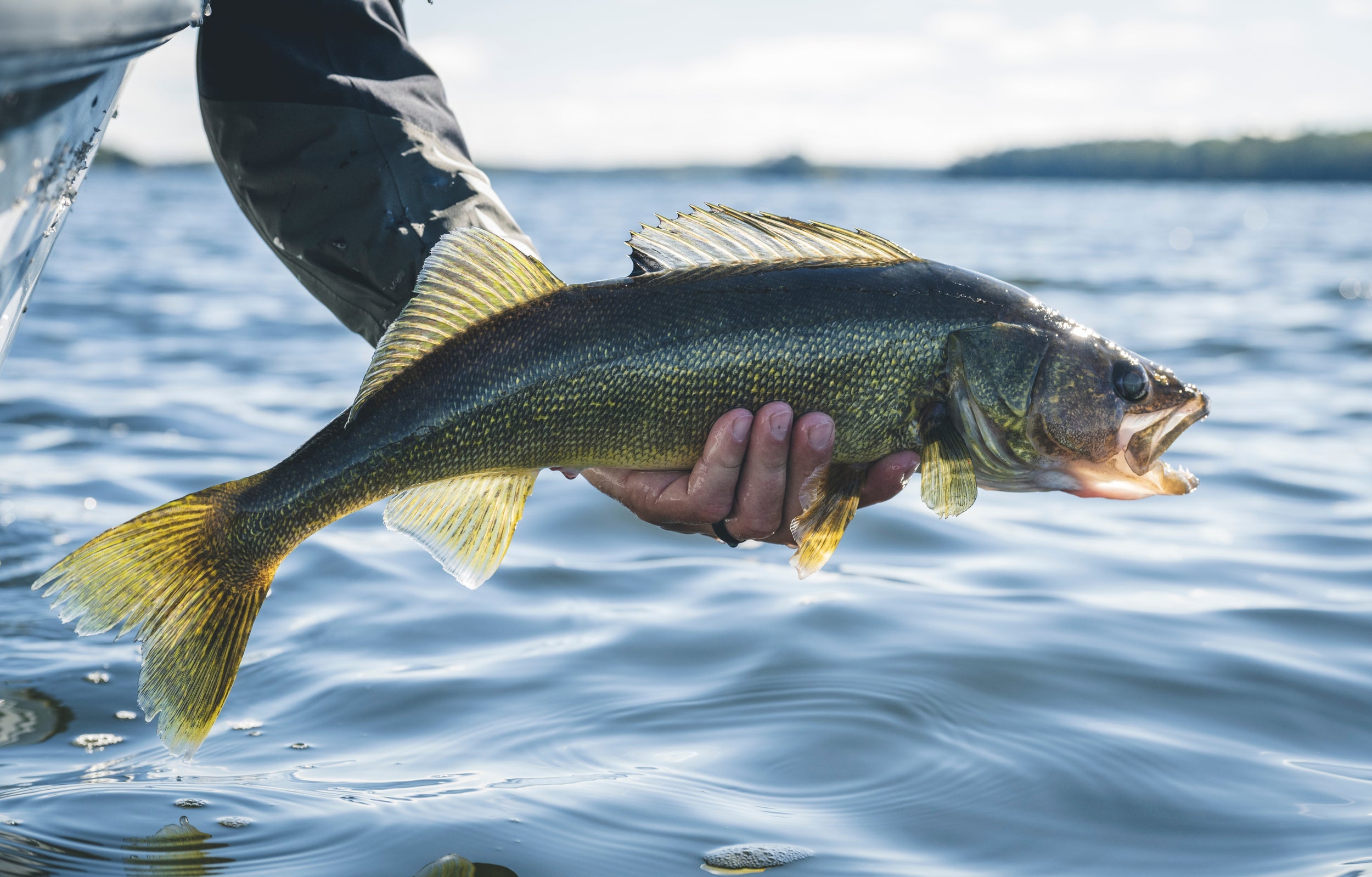 G. Loomis Sets New Standard with GLX WALLEYE Line of Rods