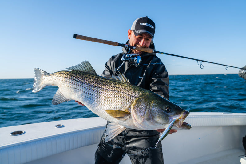 Chasing the Fall Run: Three Shimano Setups for the Northeast's Best Fishing Season