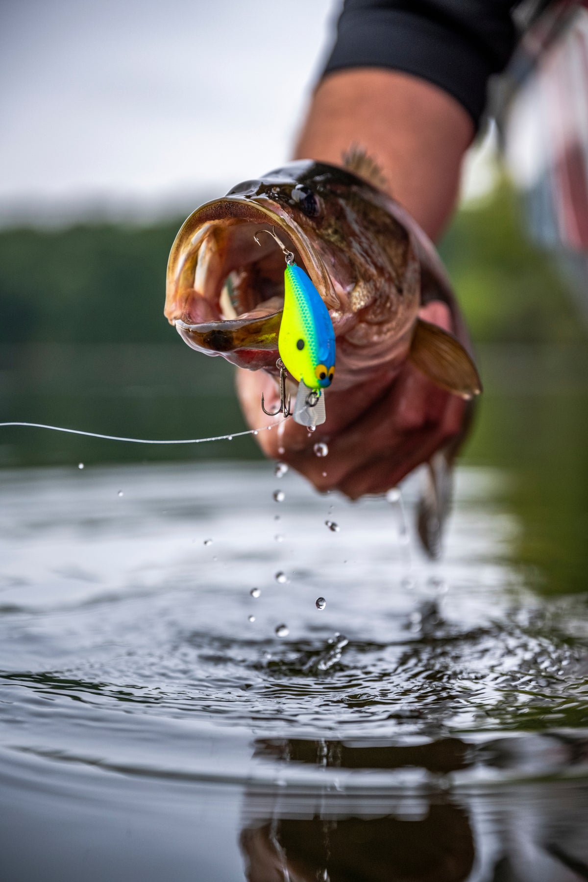 Jackall Lures – Shimano North America Fishing