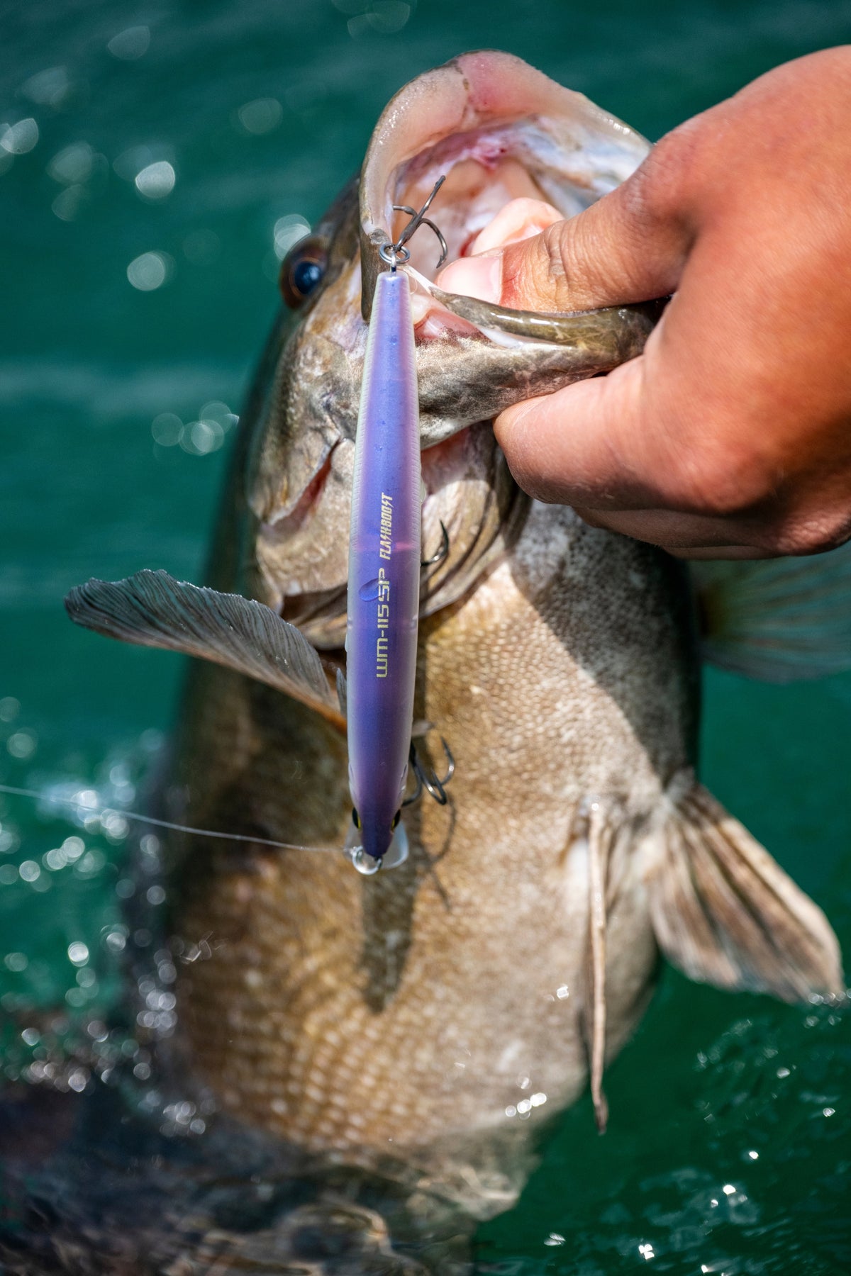 [lifestyle] image of product WORLD MINNOW FLASH BOOST