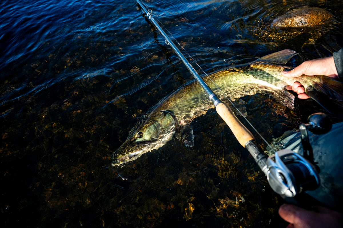 [lifestyle] image of product COMPRE MUSKIE K