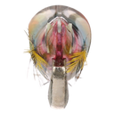back image of sku SEPCL25FBPC